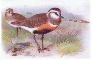 Dotterell, a Frederick Warne & Co Ltd. által kiadott Birds of the British Isles and Their Eggsből, 1958