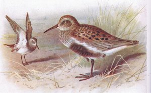 Dunlin (nyár és tél), a Frederick Warne & Co Ltd. által kiadott Birds of the British Isles and Their Eggsből, 1958 alkotó: Archibald Thorburn