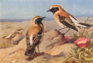 Keleti bölömbika (nőstény), fekete torkú bölömbika, sivatagi bölömbika (színes litográfia) alkotó: Archibald Thorburn