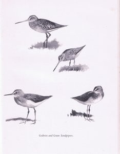 Godwits és Green Sandpipers, 1938 alkotó: Archibald Thorburn