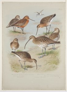 Godwits and curlews, 1915 körül (akvarell és testfesték ceruzával a táblán) alkotó: Archibald Thorburn