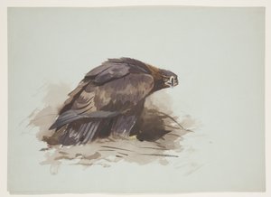 Arany sas, 1915 körül (akvarell és testfesték ceruzával, papíron) alkotó: Archibald Thorburn