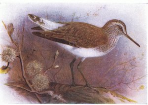 Green Sandpiper, a Brit-szigetek madaraiból és tojásaikból, kiadó: Frederick Warne & Co Ltd, 1958 alkotó: Archibald Thorburn