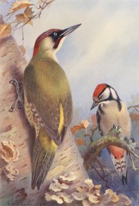 Zöld harkály, foltos harkály (éretlen) (színes litográfia) alkotó: Archibald Thorburn