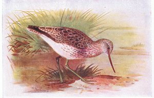 Greenshank, a Brit-szigetek madarai és tojásaiból, a Frederick Warne & Co Ltd, 1958 alkotó: Archibald Thorburn