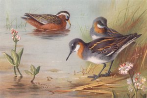 Szürke bálna (nyár), Vörösnyakú bálna (nyár) (színes litográfia) alkotó: Archibald Thorburn