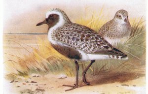 Gray Plover, a Brit-szigetek madarai és tojásaiból, kiadó: Frederick Warne & Co Ltd, 1958