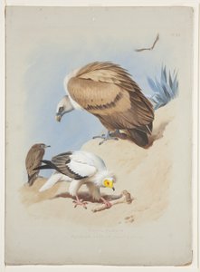 Griff keselyű és egyiptomi keselyű, 1915 körül (akvarell és testfesték ceruzával, papíron) alkotó: Archibald Thorburn