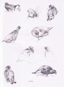 Grouse, 1938 alkotó: Archibald Thorburn