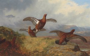 Grouse repülés közben alkotó: Archibald Thorburn