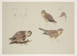 Harrier and ruff, 1915 körül (akvarell és testfesték ceruzával, papíron) alkotó: Archibald Thorburn