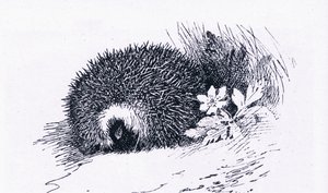 Hedgehog, Nature in Britain kiadó: Collins, 1946 alkotó: Archibald Thorburn
