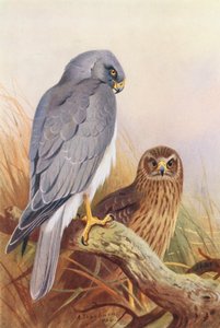 Hen-Harrier (színes litográfia) alkotó: Archibald Thorburn
