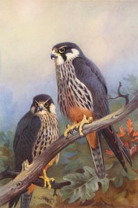 Hobby (férfi és nő) (színes litográfia) alkotó: Archibald Thorburn