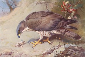 Mézesmadár (színes litográfia) alkotó: Archibald Thorburn