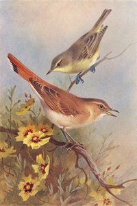 Icterine Warbler, Rufous Warbler (színes litográfia) alkotó: Archibald Thorburn