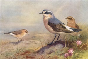 Isabelline Wheatear, Wheatear (hím és nőstény) (színes lithó) alkotó: Archibald Thorburn