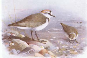 Kentish Plover, a Brit-szigetek madarai és tojásaiból, kiadó: Frederick Warne & Co Ltd, 1958 alkotó: Archibald Thorburn