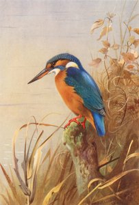 Jégmadár (színes litográfia) alkotó: Archibald Thorburn