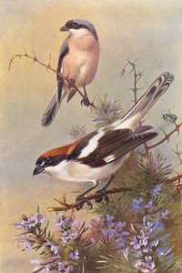 Kis szürke gébics, erdei fecske (színes lithó) alkotó: Archibald Thorburn