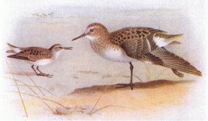 Little Stint, a Brit-szigetek madaraiból és tojásaikból, a Frederick Warne & Co Ltd, 1958 alkotó: Archibald Thorburn
