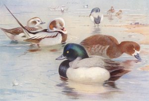 Hosszúfarkú kacsa (hím és nőstény), Scaup-kacsa (hím és nőstény) (színes litográfia) alkotó: Archibald Thorburn