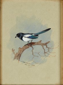 Szarka ágon (tinta és akvarell) alkotó: Archibald Thorburn