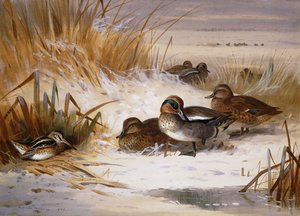 Tőkés réce és szalonka a medence szélén télen alkotó: Archibald Thorburn