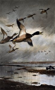 Tőkés récék repülés közben alkotó: Archibald Thorburn