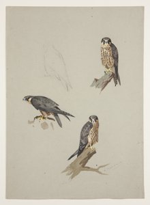 Merlin férfi, 1915 körül (akvarell és testfesték ceruzával, papíron) alkotó: Archibald Thorburn