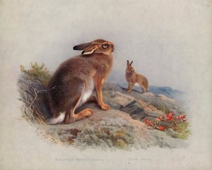 Hegyi nyúl (ősz), ír nyúl