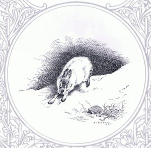 Mountain Hare, kocsma. a Book Club Associates által alkotó: Archibald Thorburn