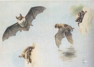 Natterers Bat és Daubentons Bat, a Thorburns Mammalsból, amelyet a Longmans and Co adott ki, c. 1920 alkotó: Archibald Thorburn