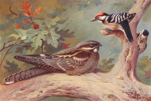 Éjjeli pacsirta, foltos harkály (hím és nőstény) (színes litográfia) alkotó: Archibald Thorburn