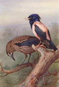 Diótörő, Rózsaszínű Csillag (színes litográfia) alkotó: Archibald Thorburn