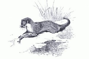 Vidra hallal, a Longmans and Co által kiadott Thorburn