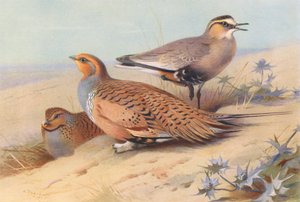 Pallas-féle homoki réce (hím és nőstény), Társas lilik (színes litográfia) alkotó: Archibald Thorburn