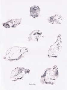 Partridges, 1938 alkotó: Archibald Thorburn