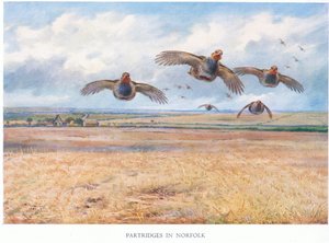 Fogolyok Norfolkban, 1938 alkotó: Archibald Thorburn