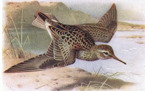Pectoral Sandpiper, a Brit-szigetek madaraiból és tojásaikból, kiadó: Frederick Warne & Co Ltd, 1958