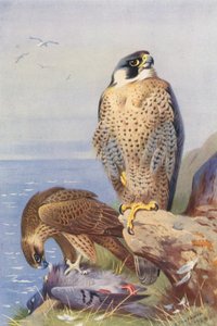 Sólyom (színes litográfia) alkotó: Archibald Thorburn