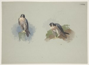 Vándorsólyom hím, 1915 körül (akvarell és testfesték ceruzával, papíron) alkotó: Archibald Thorburn