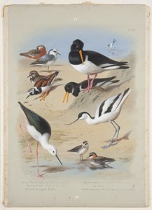 Phaleropes, osztrigafogó, avocet, forgókő és gólyalábas, 1915 körül (akvarell és testfesték gumiarábikummal ceruzával a fedélzeten) alkotó: Archibald Thorburn