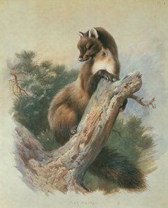 Pine Marten alkotó: Archibald Thorburn