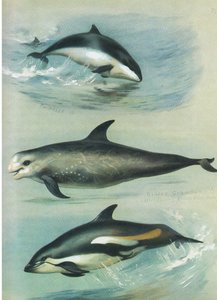 Porpoise, Rissos Grampus és White Sided Dolphin, Thorburn