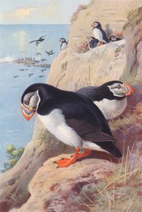 Puffin (színes litográfia) alkotó: Archibald Thorburn