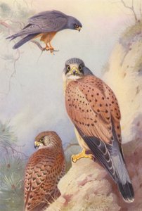 Vöröslábú sólyom, gólya (hím és nőstény) (színes litográfia) alkotó: Archibald Thorburn