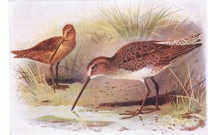 Red Breasted Snipe, a Brit-szigetek madaraiból és tojásaikból, kiadó: Frederick Warne & Co Ltd, 1958