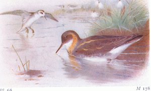 Red Necked Phalarope (nyár és ősz), a Brit-szigetek madarai és tojásaiból, a Frederick Warne & Co Ltd, 1958 alkotó: Archibald Thorburn
