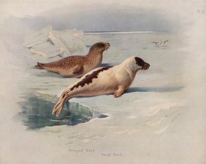 gyűrűs fóka, gyöngyfóka alkotó: Archibald Thorburn